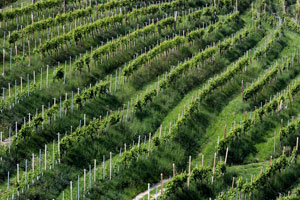 Prosecco Vineyard