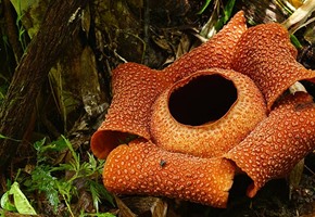 Weird and Wonderful Plants of the World