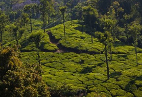 Where to go when it’s time for tea