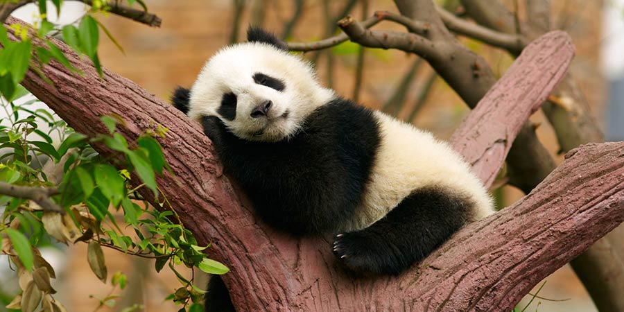 See giant panda cubs at Chengdu’s research centre