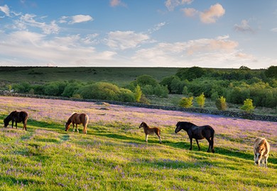 Dartmoor National Park